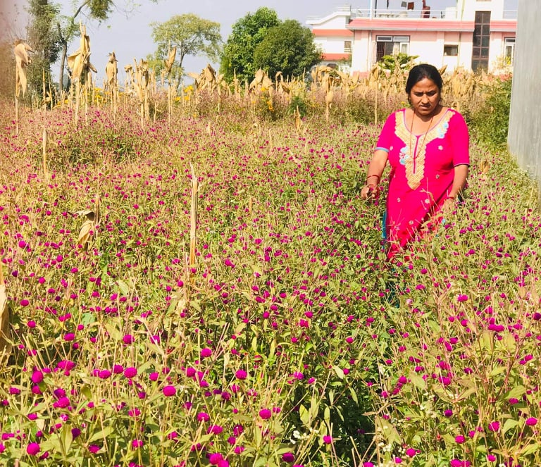 ‘फूलखेती गर्ने किसानीका लागि तिहारै मंसिर हो’ 